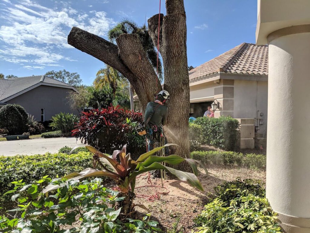 Tree Service Experts, Palm Beach County Hardscape Pros